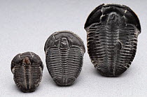 Fossils of Elrathia kingi trilobite, from the Wheeler Shale, Utah, USA (size:17-32mm)