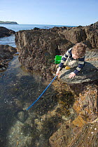 Young boy aged 7 playing in rockpool, with a fishing net, Devon, UK  Model released