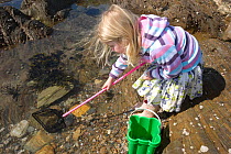 Young girl aged 5 playing in rockpool, with a fishing net, Devon, UK  Model released