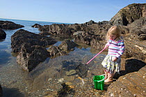 Young girl aged 5 playing in rockpool, with a fishing net, Devon, UK  Model released