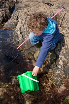 Young boy aged 7 playing in rockpool, with a fishing net, Devon, UK  Model released