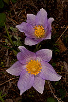 Two Pasque flowers (Pulsatilla hirsutissima) Wyoming, USA, North America