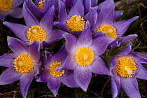 Cluster of Pasque flowers (Pulsatilla hirsutissima)  Wyoming, USA, North America