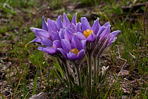 Cluster of Pasque flowers (Pulsatilla hirsutissima)  Wyoming, USA, North America