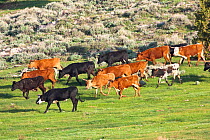 Herd of Corriente cattle on pasture, Wyoming, USA, North America