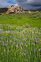 Rocky Mountain Irises (Iris missouriensis) flowering in pasture, below rock outcrop, Wyoming, USA, North America