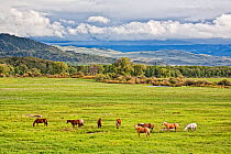 Horses grazing in pasture on a ranch, with mountains behind, Wyoming, USA, North America