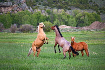 Horses (Equus caballus) in pasture on a ranch, playing / fighting, Wyoming, USA, North America