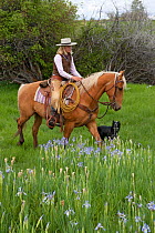 Cowgirl riding Palomino horse (Equus caballus) with ranch dog in field of Rocky Mountain Irises (Iris missouriensis) Colorado, USA, North America. June 2009. Model released