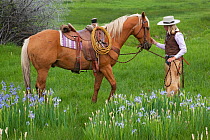 Cowgirl leading Palomino horse (Equus caballus) in field of Rocky Mountain Irises (Iris missouriensis) Colorado, USA, North America. June 2009. Model released