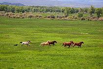 Horses (Equus caballus) galloping in pasture on Wyoming ranch, USA, North America