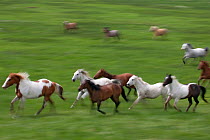 Horses (Equus caballus) galloping in pasture on Wyoming ranch, USA, North America