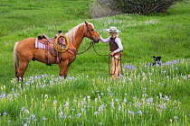 Cowgirl with Palomino horse (Equus caballus) and ranch dog in field of Rocky Mountain Irises (Iris missouriensis)  Colorado, USA, North America. June 2009. Model released