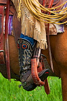 Boot and traditional leather stirrups of Cowgirl riding Palomino horse (Equus caballus) Colorado, USA, North America. June 2009. Model released