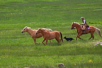 Cowgirl and ranch dog herding horses (Equus caballus) in pasture,  Wyoming ranch, USA, North America. June 2009. Model released
