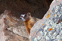 Yellow-bellied marmot (Marmota flaviventris) portrait, looking out from between rocks, Wyoming, USA, North America