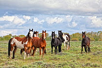 Group of horses (Equus caballus) on Sagebrush prairie, Wyoming, USA, North America