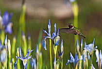 Broad-tailed hummingbird (Selasphorus platycercus)hovering over Rocky Mountain Irises (Iris missouriensis) flowering in pasture, Wyoming, USA, North America