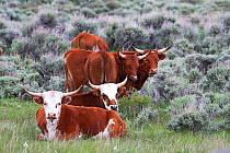 Corriente cattle lieing and standing in grassland on Ranch, Wyoming, USA, North America