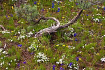 Wildflowers Phlox and Larkspur, flowering in grassland, Wyoming, USA, North America