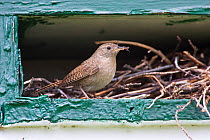 House wren (Troglodytes aedon) with insect prey in beak, nesting in old lodge, Wyoming, USA, North America
