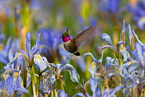 Broad-tailed hummingbird (Selasphorus platycercus) hovering over Rocky Mountain Irises (Iris missouriensis) flowering in pasture, Wyoming, USA, North America