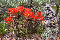 Wyoming Paintbrush (Castilleja linariifolia) in flower, Wyoming, USA, North America