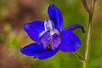 Larkspur (Consolida ajacis) close up of flower, Yellowstone National Park, Wyoming, USA, North America