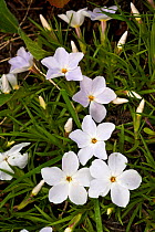 Alpine phlox (Phlox comdensata) in flower, Wyoming, USA, North America