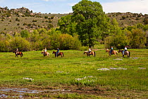 Horses (Equus caballus) and riders on a trail,  Wyoming, USA, North America