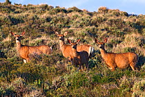 Herd of Mule Deer (Odocoileus hemionus) Wyoming, USA, North America