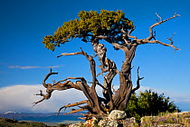 Rocky Mountain juniper tree (Juniperus scopulorum) in 'krummholz' formation,  shaped by the environment at altitude, on edge of the treeline, Wyoming, USA, North America