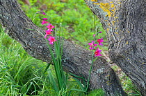 Wild gladiolus (Gladiolus illyricus) Menorca, Balearic Islands, Spain May 2009