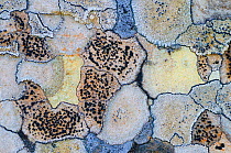 RF- Map lichen (Rhizocarpon geographicum) on rock, Menorca, Balearic Islands, Spain, Europe. (This image may be licensed either as rights managed or royalty free.)