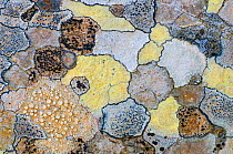 Map lichen (Rhizocarpon geographicum) on rock, Menorca, Balearic Islands, Spain, Europe
