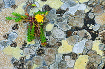 Map lichen (Rhizocarpon geographicum) on rock and (Hyoseris radiata) flower, Menorca, Balearic Islands, Spain, Europe
