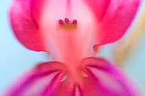 Close up of Wild gladiolus flower (Gladiolus illyricus) Menorca, Balearic Islands, Spain