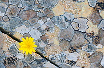 Map lichen (Rhizocarpon geographicum) on rock with (Hyoseris radiata) flower, Menorca, Balearic Islands, Spain, Europe