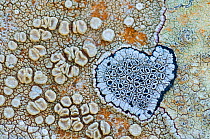 Heart shaped pattern in Map lichen (Rhizocarpon geographicum) on rock, Menorca, Balearic Islands, Spain, Europe