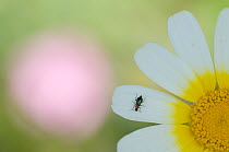 Beetle on petal of Crown daisy flower (Glebionis coronarium) Menorca, Balearic Islands, Spain, Europe