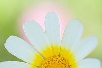 Crown daisy flower (Glebionis coronarium) Menorca, Balearic Islands, Spain, Europe