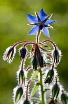 Borage (Borago officinalis) flower and seed heads backlit, Menorca, Balearic Islands, Spain, Europe