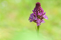 Pyramidal orchid (Anacamptis pyramidalis) Menorca, Balearic Islands, Spain, Europe