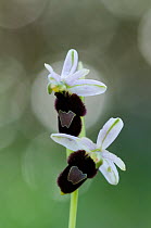 Balearic orchid (Ophrys balearica) flowers, Menorca, Balearic Islands, Spain, Europe