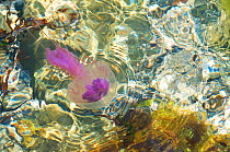 Purple-striped jellyfish (Pelagia noctiluca) in shallow water, Menorca, Balearic Islands, Spain, Europe