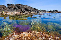 Purple-striped jellyfish / Purple stinger (Pelagia noctiluca) in shallow water off coast of Menorca, Balearic Islands, Spain, Europe May 2009