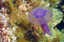 Purple-striped jellyfish / Purple stinger (Pelagia noctiluca) in shallow water off coast of Menorca, Balearic Islands, Spain, Europe