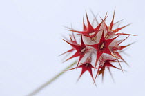 Star clover (Trifolium stellatum) flower, Menorca, Balearic Islands, Spain, Europe