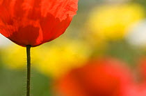 RF- Common poppy (Papaver rhoeas) flowers, Menorca, Balearic Islands, Spain, Europe. (This image may be licensed either as rights managed or royalty free.)