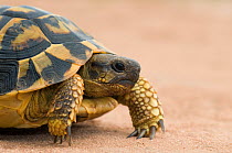 Hermann's tortoise (Testudo hermanni) walking, Menorca, Balearic Islands, Spain, Europe